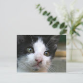 Felis silvestris catus briefkaart (Staand voorkant)