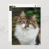 Felix in Doordacht Wijze Briefkaart (Voorkant / Achterkant)