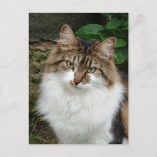 Felix in Doordacht Wijze Briefkaart