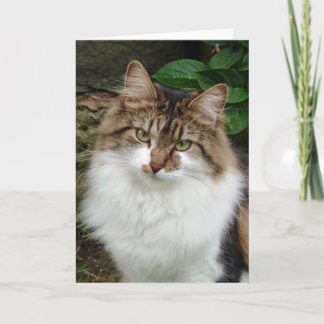 Felix op Nadenkende Wijze Kaart