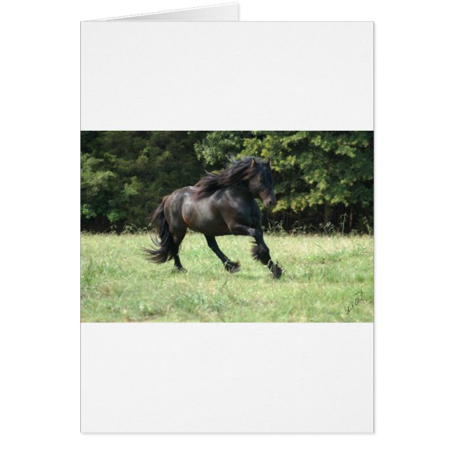 Fell Pony Stallion (Voorkant)