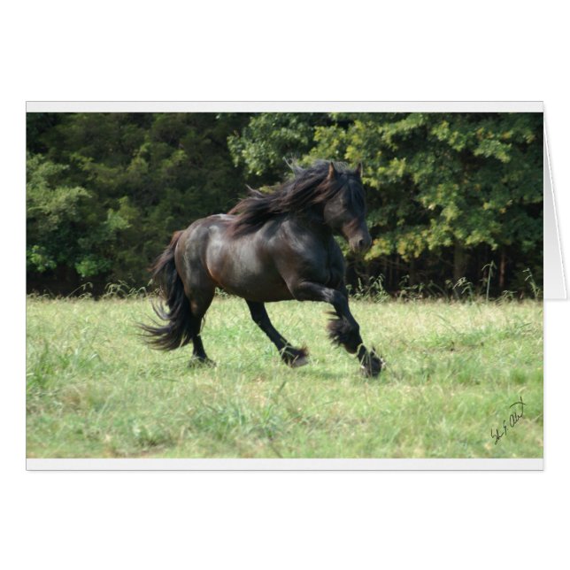 Fell Pony Stallion (Voorkant Horizontaal)