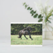 Fell Pony Stallion Briefkaart (Staand voorkant)