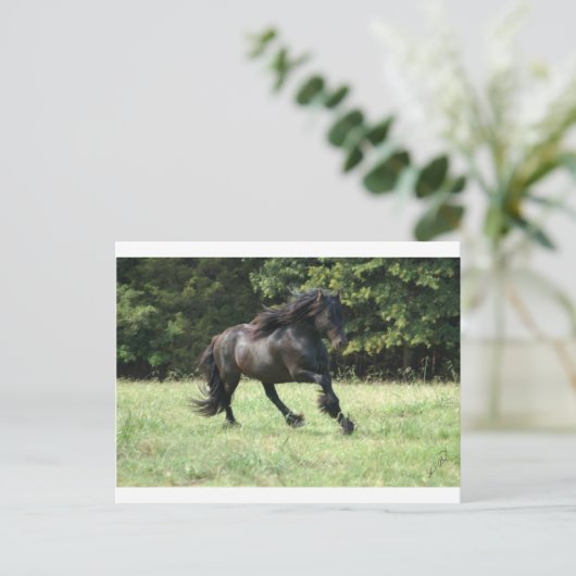 Fell Pony Stallion Briefkaart (Staand voorkant)