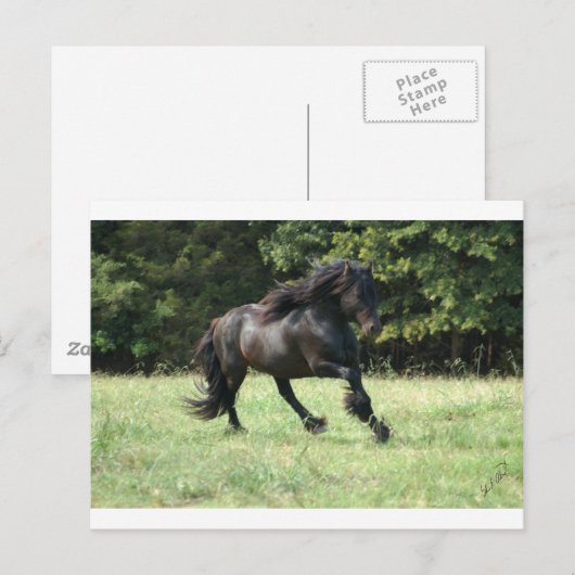 Fell Pony Stallion Briefkaart (Voorkant / Achterkant)