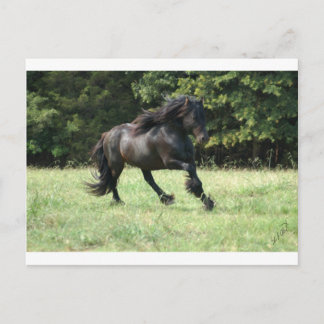 Fell Pony Stallion Briefkaart