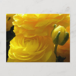Felle Gele Ranunculus Bloemen Ansichtkaarten Briefkaart