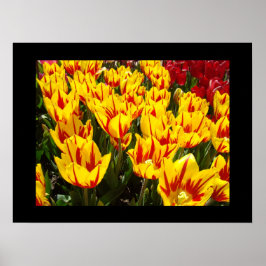 Felle gele tulpen bloemen festival kunstprints poster
