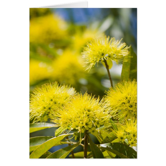 Felle Gele Wattleboom (Voorkant)