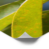 Felle Gele Wattleboom Poster (Hoek)