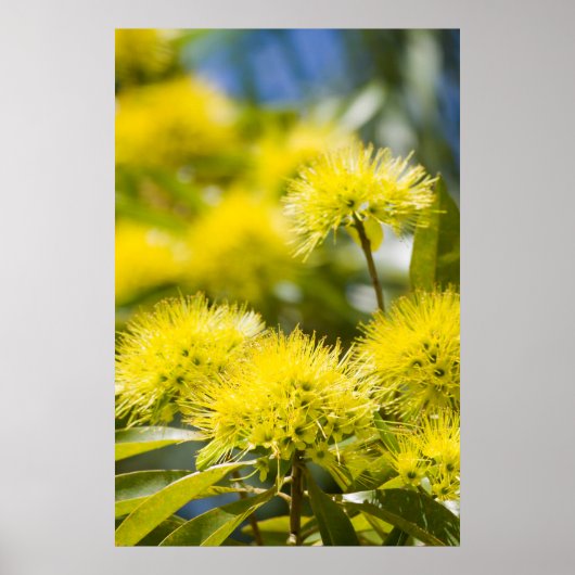 Felle Gele Wattleboom Poster (Voorkant)