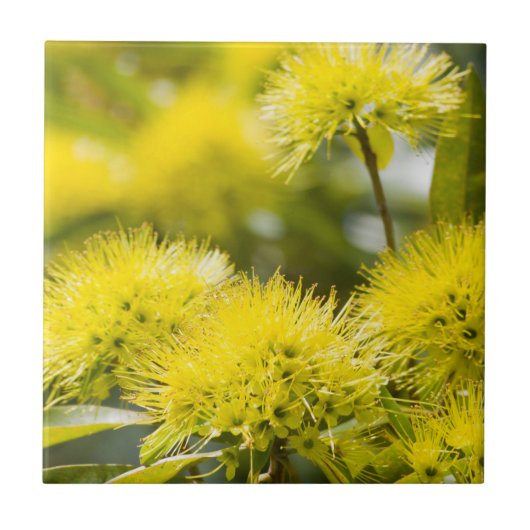 Felle Gele Wattleboom Tegeltje (Voorkant)