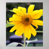 Felle Gele Zonnebloem Poster (Voorkant)