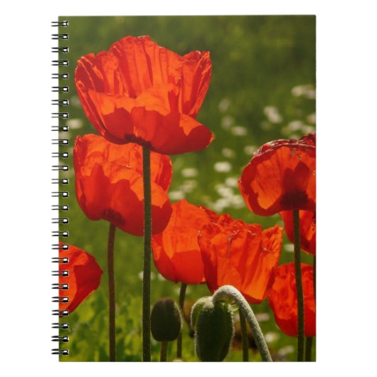 Felle klaprozen notitieboek (Voorkant)