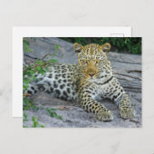 Felle Leopard kijkt naar je Briefkaart (Voorkant / Achterkant)