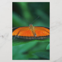 Felle oranje en zwarte vlinder op blad