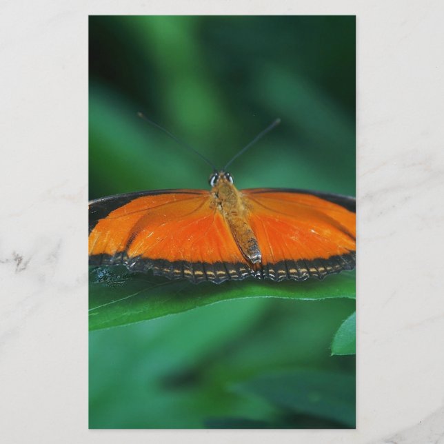 Felle oranje en zwarte vlinder op blad (Voorkant)