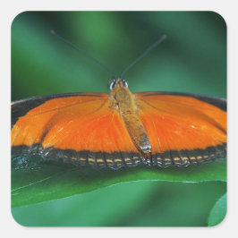 Felle oranje en zwarte vlinder op blad vierkante sticker