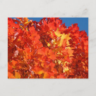 Felle oranje herfstbladeren ansichtkaarten Herfstb Briefkaart