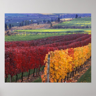 Felle rode en gele herfstkleuren op Gehring Poster