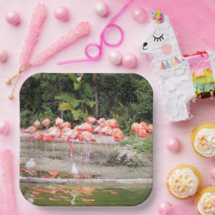 Felle Roze Flamingokudde Tropische Illustratie Papieren Bordje