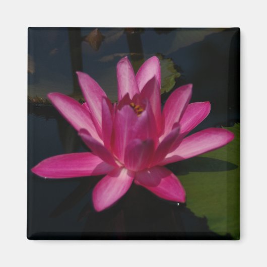Felle roze lotus waterlelie magneet (Voorkant)