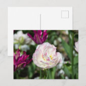 Felle roze tulpen op een zonnige dag briefkaart (Voorkant / Achterkant)
