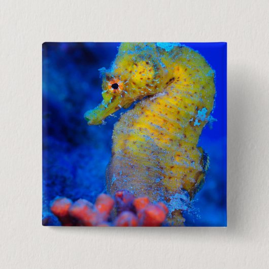 Felle zeepaard | Hippocampus Vierkante Button 5,1 Cm (Voorkant)