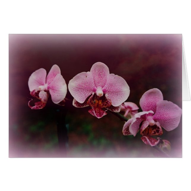 "Fellowship on the path" (Voorkant Horizontaal)