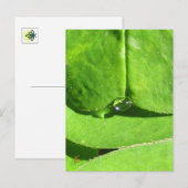 Female Belly, Green Clover Goddess Briefkaart (Voorkant / Achterkant)