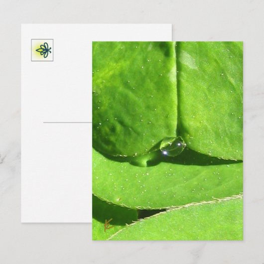 Female Belly, Green Clover Goddess Briefkaart (Voorkant / Achterkant)