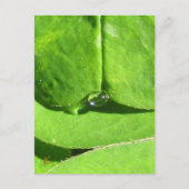 Female Belly, Green Clover Goddess Briefkaart (Voorkant)