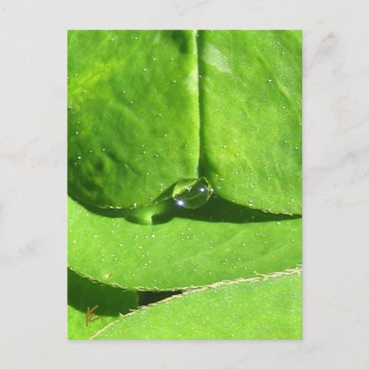 Female Belly, Green Clover Goddess Briefkaart (Voorkant)