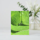 Female Belly, Green Clover Goddess Briefkaart (Staand voorkant)