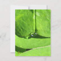 Female Belly, Green Clover Goddess