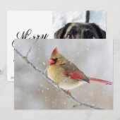 Female Cardinal in Snow Feestdagenkaart (Voorkant / Achterkant)