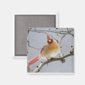 Female_Cardinal_Magnet Magneet (Voorkant / Achterkant)