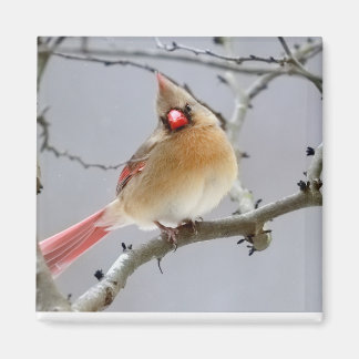 Female_Cardinal_Magnet Magneet