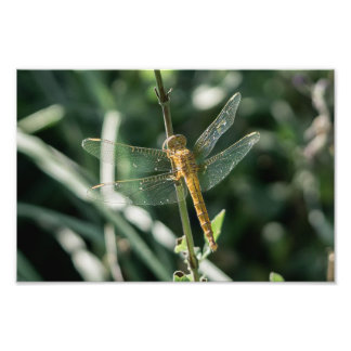 Female Keeled Skimmer Dragonfly Foto Afdruk