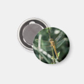 Female Keeled Skimmer Dragonfly Magneet (Voorkant / Achterkant)