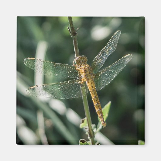 Female Keeled Skimmer Dragonfly Magneet (Voorkant)