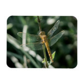 Female Keeled Skimmer Dragonfly Magneet (Horizontaal)