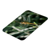 Female Keeled Skimmer Dragonfly Magneet (Linkerzijde)