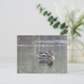 Female of mallard briefkaart (Staand voorkant)