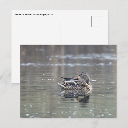 Female of mallard briefkaart (Voorkant / Achterkant)