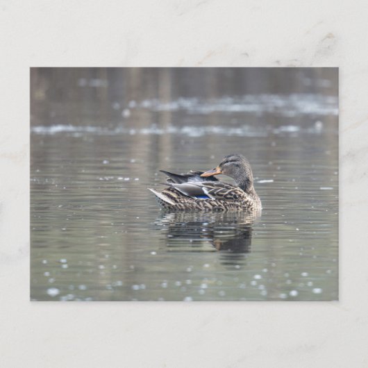 Female of mallard briefkaart (Voorkant)