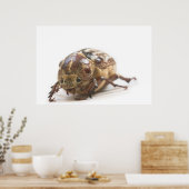 Female of Polyphylla fullo beetle Poster (Keuken)