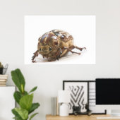 Female of Polyphylla fullo beetle Poster (Thuiskantoor)