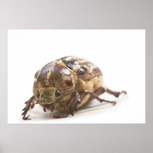 Female of Polyphylla fullo beetle Poster (Voorkant)