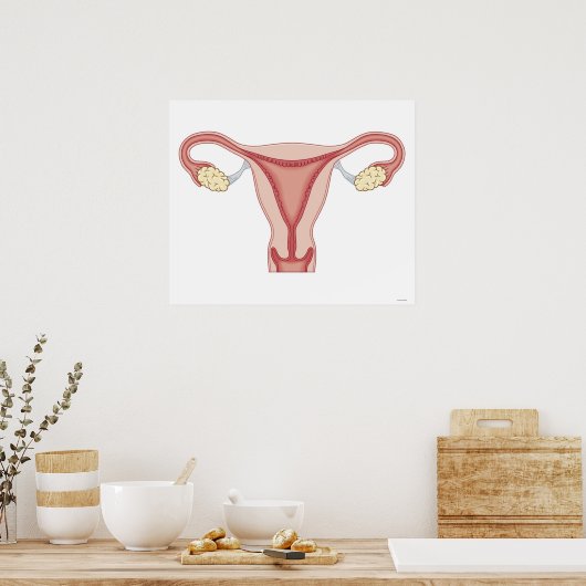 Female Reproductive System Poster (Keuken)